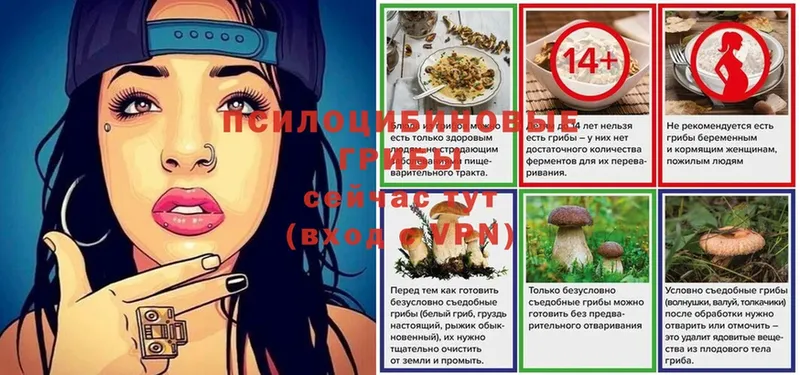 Псилоцибиновые грибы Psilocybe  Бологое 